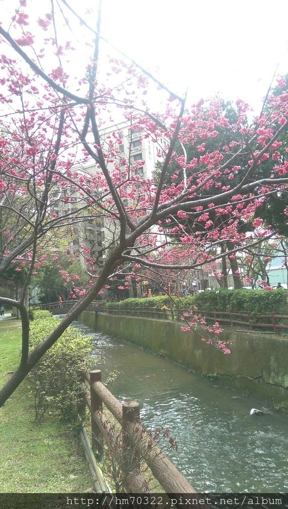 中壢櫻花步道 │【莒光公園】春節連假賞櫻季，中壢幸福街賞櫻花