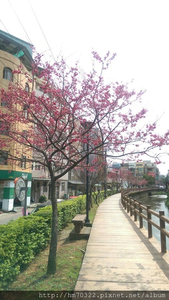 中壢櫻花步道 │【莒光公園】春節連假賞櫻季，中壢幸福街賞櫻花