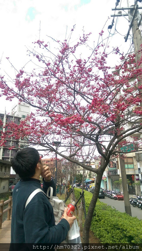 中壢櫻花步道 │【莒光公園】春節連假賞櫻季，中壢幸福街賞櫻花