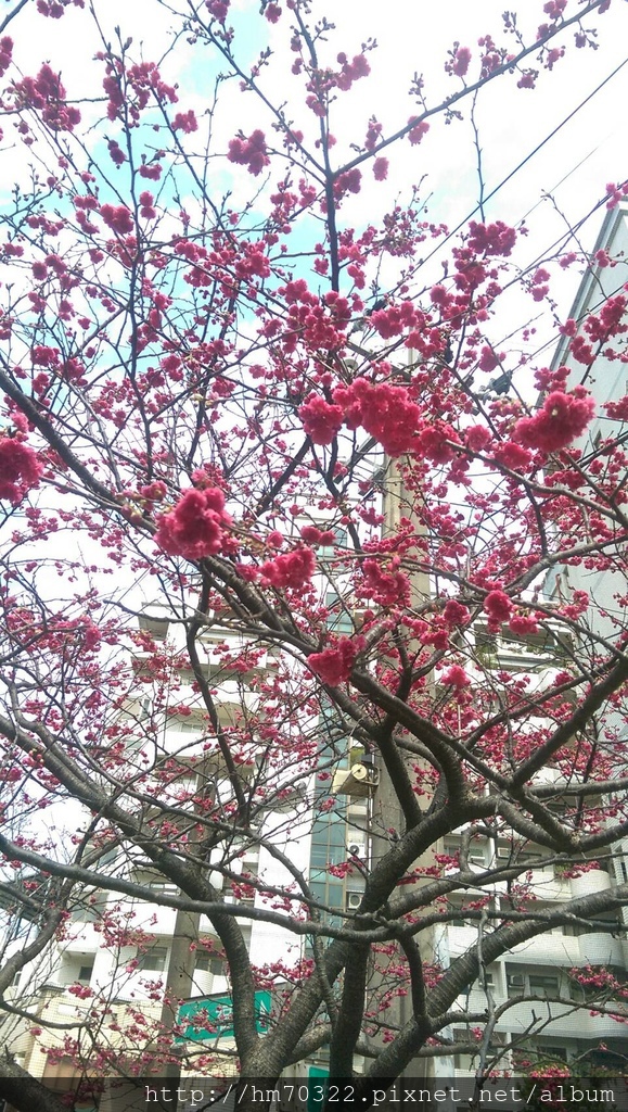 中壢櫻花步道 │【莒光公園】春節連假賞櫻季，中壢幸福街賞櫻花