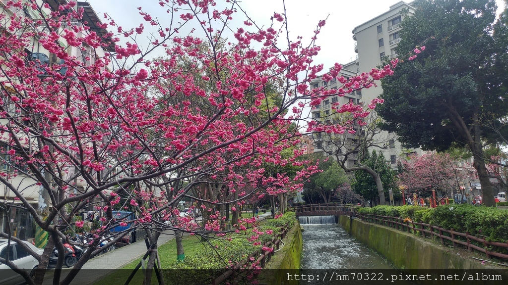 中壢櫻花步道 │【莒光公園】春節連假賞櫻季，中壢幸福街賞櫻花