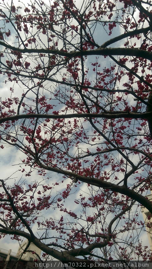 中壢櫻花步道 │【莒光公園】春節連假賞櫻季，中壢幸福街賞櫻花