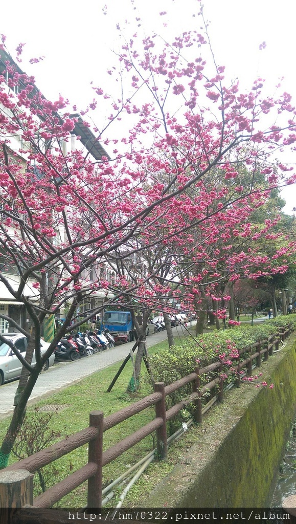 中壢櫻花步道 │【莒光公園】春節連假賞櫻季，中壢幸福街賞櫻花