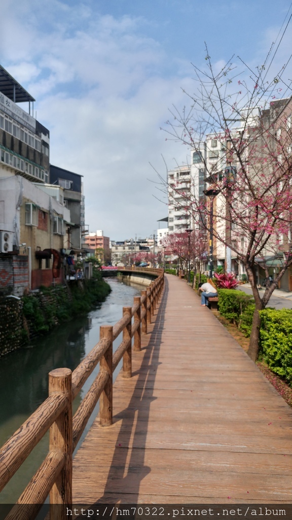 中壢櫻花步道 │【莒光公園】春節連假賞櫻季，中壢幸福街賞櫻花