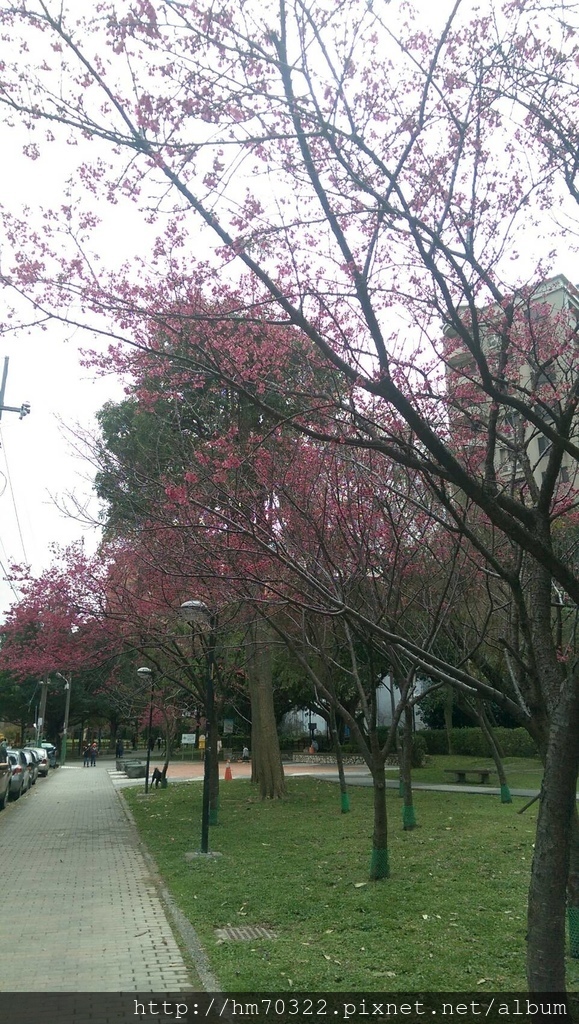 中壢櫻花步道 │【莒光公園】春節連假賞櫻季，中壢幸福街賞櫻花