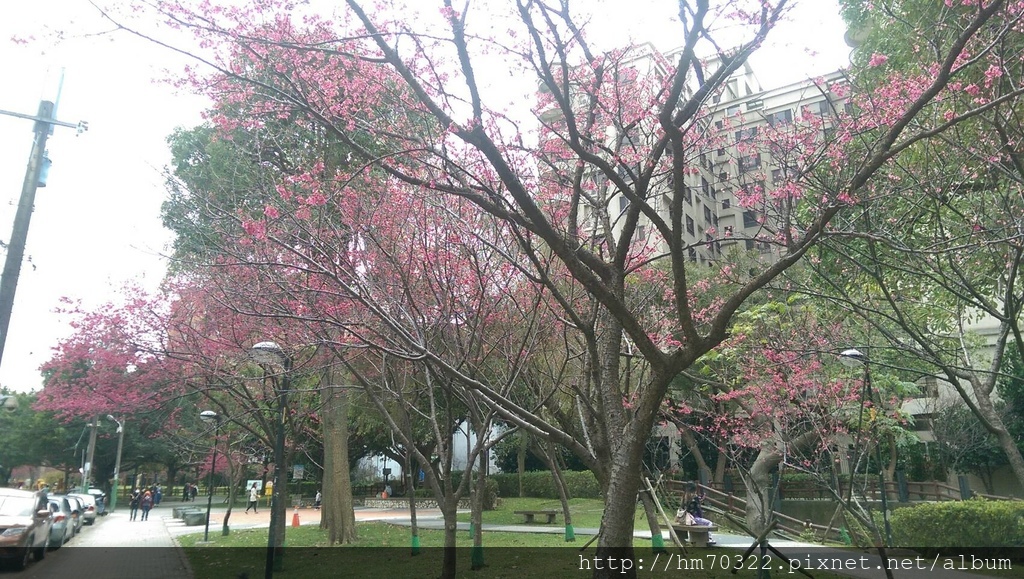 中壢櫻花步道 │【莒光公園】春節連假賞櫻季，中壢幸福街賞櫻花