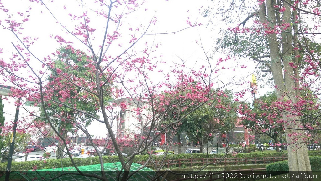 中壢櫻花步道 │【莒光公園】春節連假賞櫻季，中壢幸福街賞櫻花