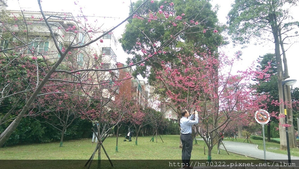 中壢櫻花步道 │【莒光公園】春節連假賞櫻季，中壢幸福街賞櫻花