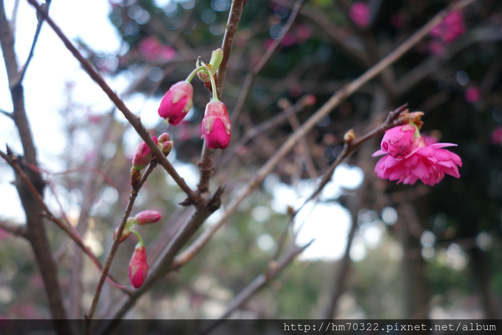 中壢櫻花步道 │【莒光公園】春節連假賞櫻季，中壢幸福街賞櫻花