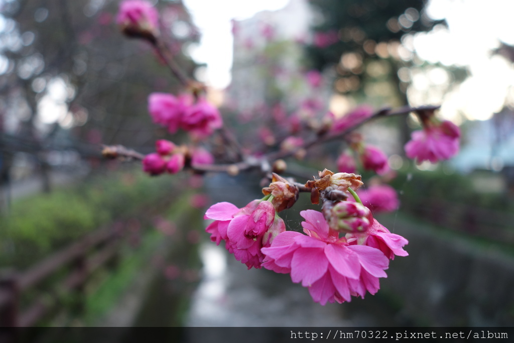 中壢櫻花步道 │【莒光公園】春節連假賞櫻季，中壢幸福街賞櫻花