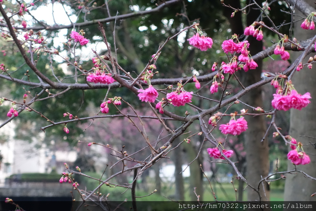 中壢櫻花步道 │【莒光公園】春節連假賞櫻季，中壢幸福街賞櫻花