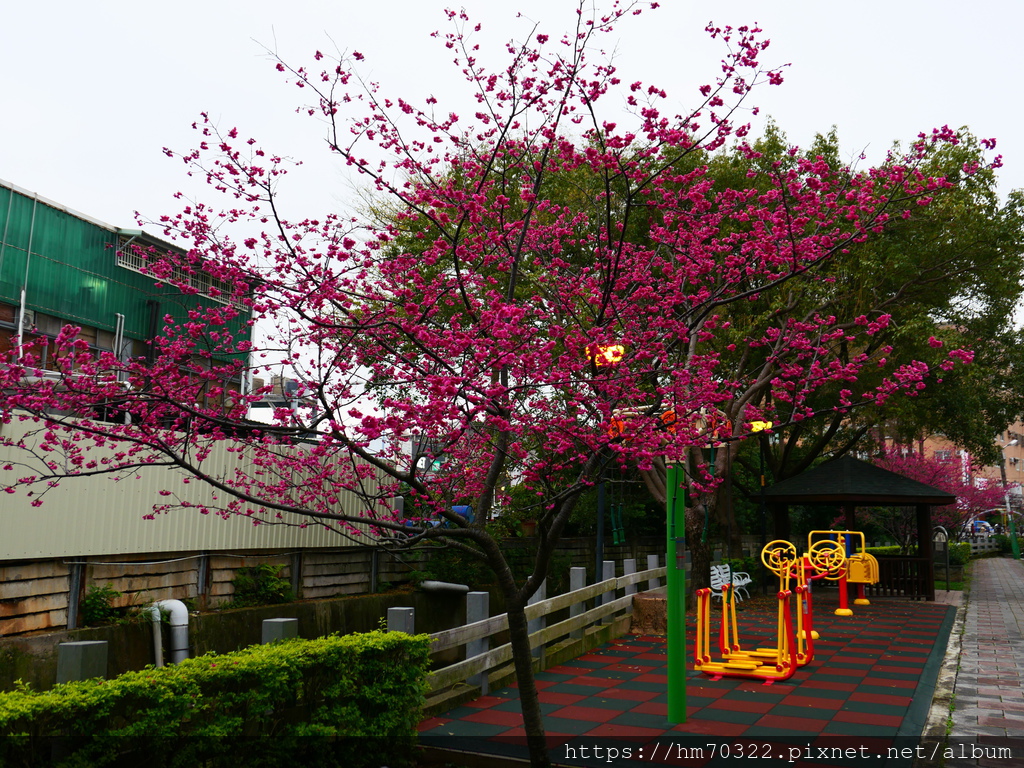 中壢櫻花步道 │【莒光公園】春節連假賞櫻季，中壢幸福街賞櫻花