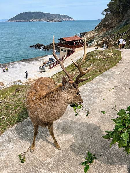 馬祖大坵梅花鹿