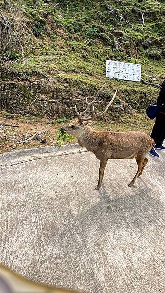 馬祖大坵梅花鹿