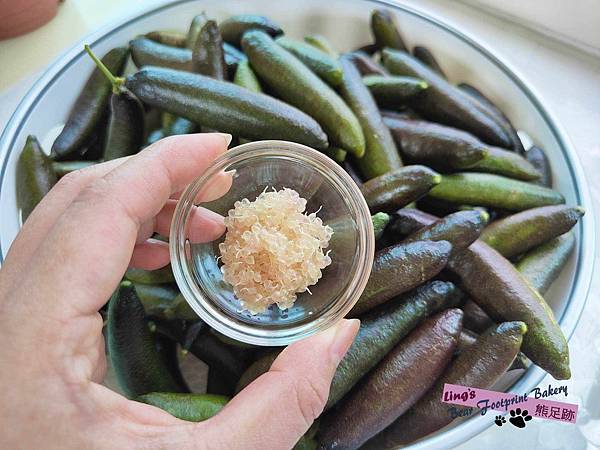 植物魚子醬 熊足跡 (3)