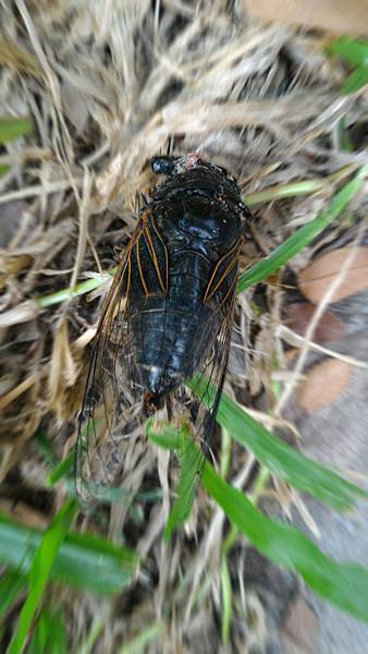 P_20160624_172011-3a P_20160624_172011-3a