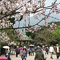 陽明公園櫻花季
