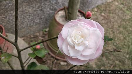 茶花開 茶花開
