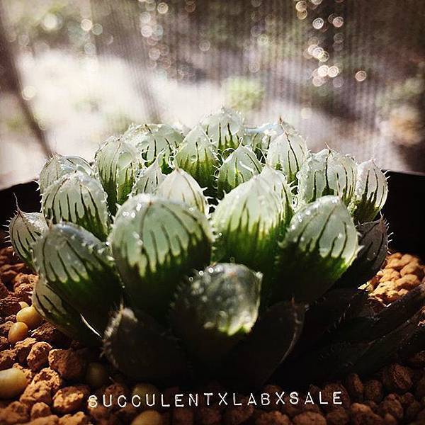 14711931_1816158395273490_382674276039262208_n.jpg 14711931_1816158395273490_382674276039262208_n.jpg