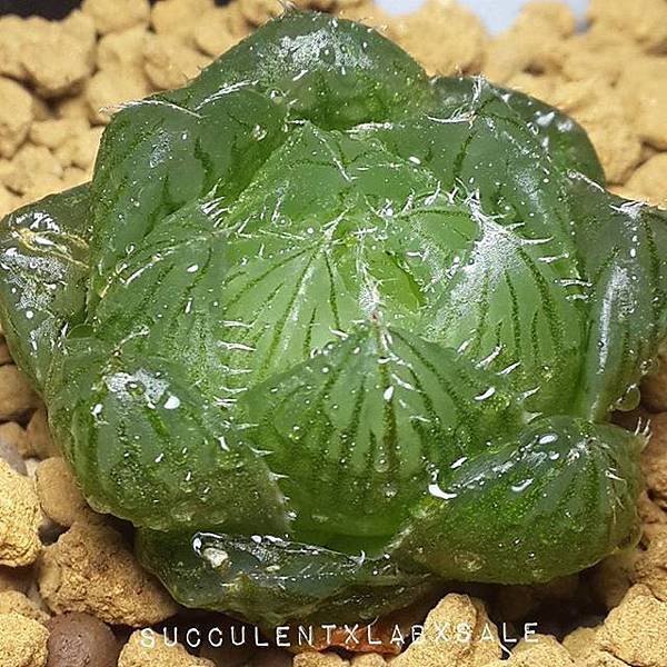 15535134_343791379326141_2287490029842333696_n.jpg 15535134_343791379326141_2287490029842333696_n.jpg