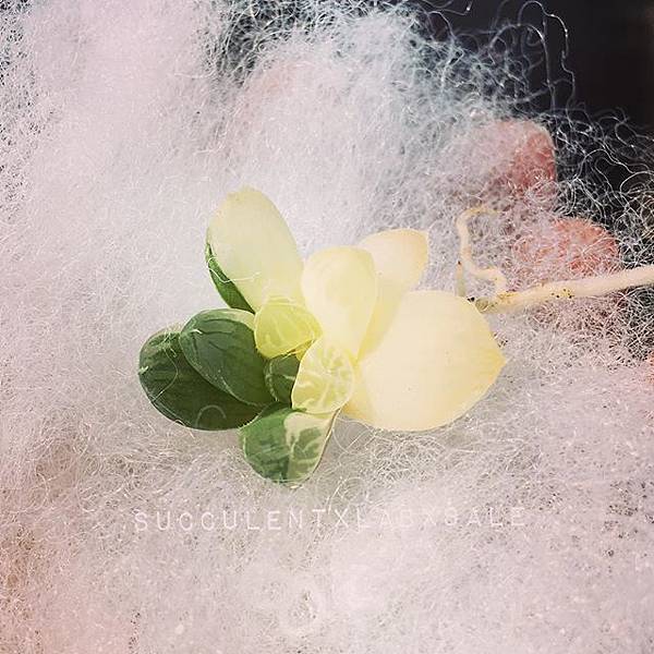 15877452_1733328793649695_4152711858828083200_n.jpg 15877452_1733328793649695_4152711858828083200_n.jpg