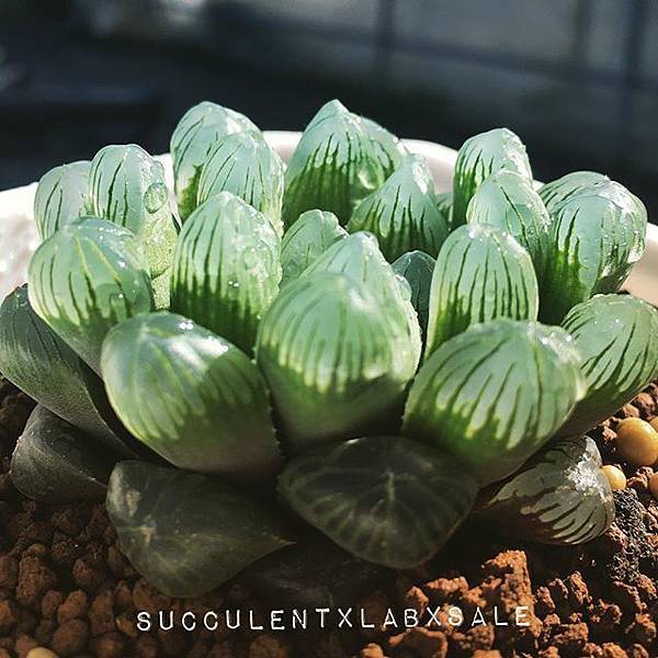 15535160_1384121794940578_3601996411807203328_n.jpg 15535160_1384121794940578_3601996411807203328_n.jpg