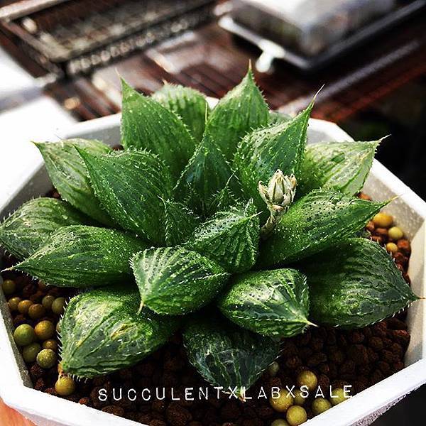 15803370_1198004613615314_4687369041604509696_n.jpg 15803370_1198004613615314_4687369041604509696_n.jpg