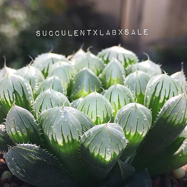 16110588_1569217906424887_2362101802276487168_n.jpg 16110588_1569217906424887_2362101802276487168_n.jpg