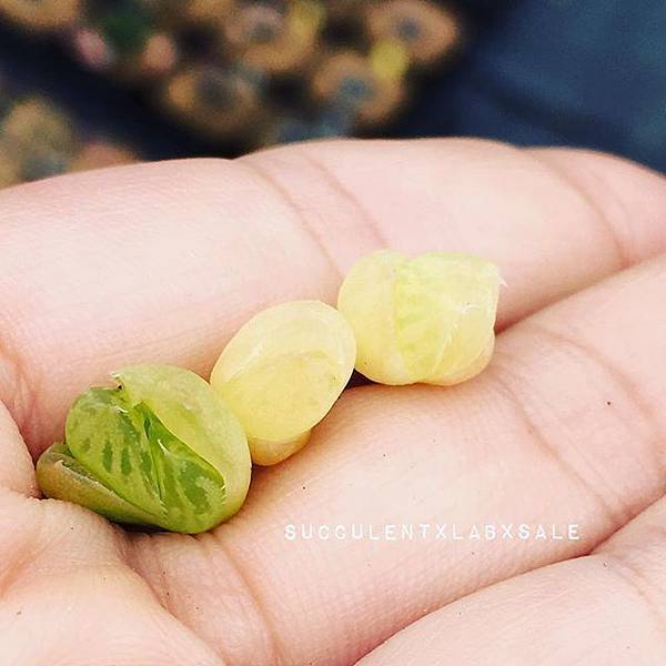 19051964_1984340375128784_5432888073274785792_n.jpg 19051964_1984340375128784_5432888073274785792_n.jpg