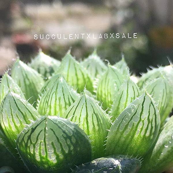 16122866_412903812374804_8243546931276546048_n.jpg 16122866_412903812374804_8243546931276546048_n.jpg