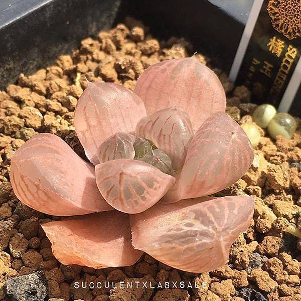 19379957_134985707080179_9184760899339026432_n.jpg 19379957_134985707080179_9184760899339026432_n.jpg