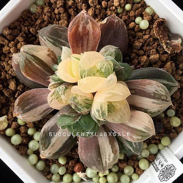 19050543_1856265297720805_2953368311871569920_n.jpg 19050543_1856265297720805_2953368311871569920_n.jpg