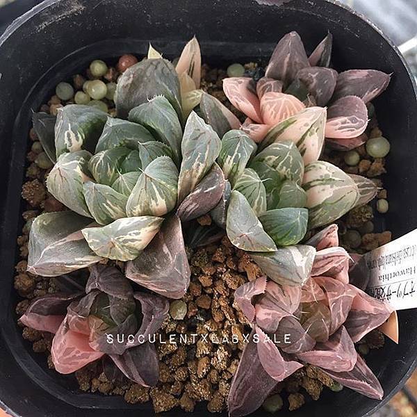 19050367_2023188904583761_5840458638346420224_n.jpg 19050367_2023188904583761_5840458638346420224_n.jpg