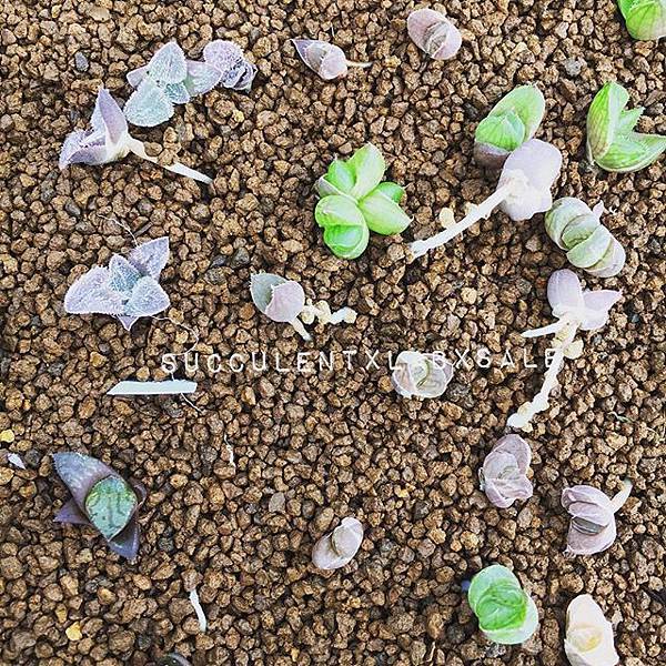 14591986_1150890548360862_4217239576332206080_n.jpg 14591986_1150890548360862_4217239576332206080_n.jpg