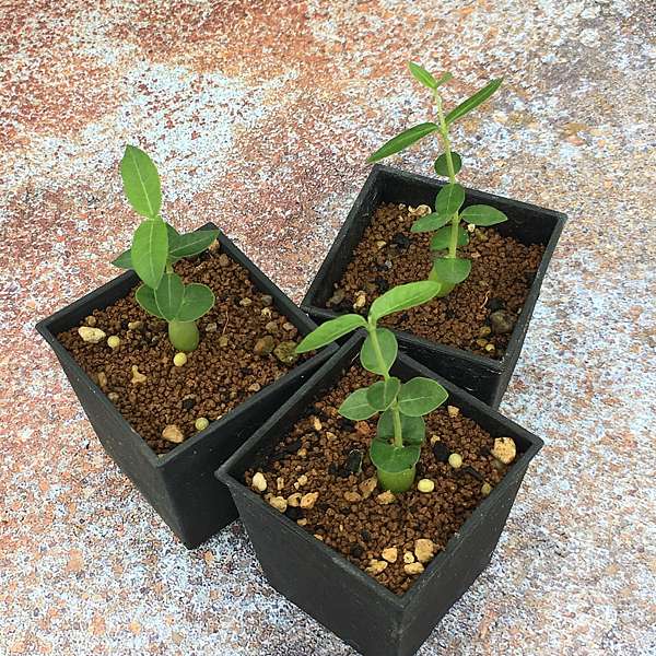 多肉植物 火星人fockea Edulis フォッケア エドゥリス 小雨哥的生活日記 痞客邦