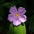 DSCF3188.JPG