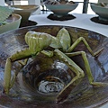 P1150060.JPG