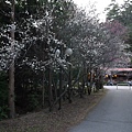 P1130029.JPG