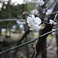 P1130031.JPG