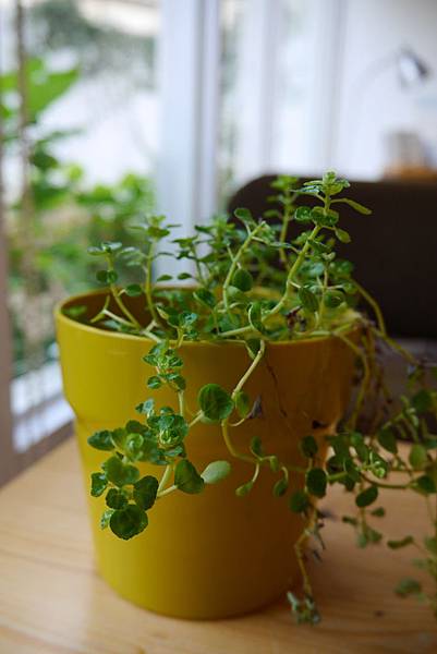P1050571.JPG