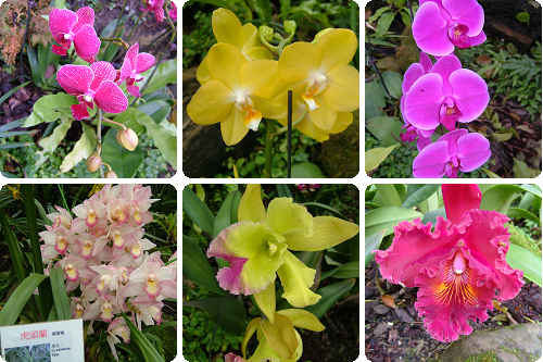 爭奇鬥艷的各式蘭花