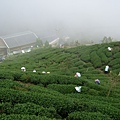 DSCF0537.JPG