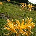 DSCF1468.JPG