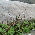 DSCF1368.JPG