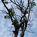 DSCF1676.JPG