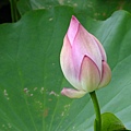 DSCF1766.JPG