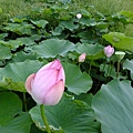 DSCF1768.JPG