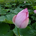DSCF1771.JPG