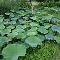 DSCF1774.JPG