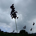 DSCF1791.JPG